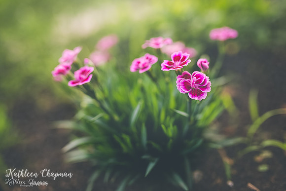 IMG_3515-Edit-4