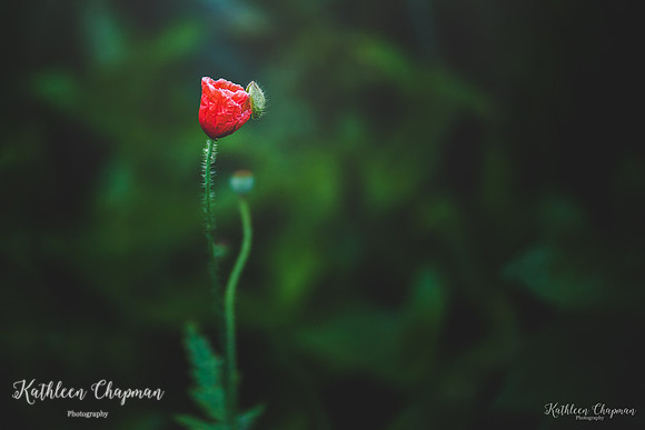 IMG_5630-Edit-2