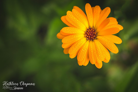 IMG_0338-Edit
