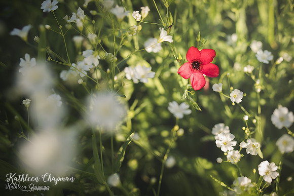 IMG_1496-Edit
