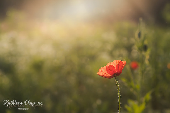 IMG_1625-Edit