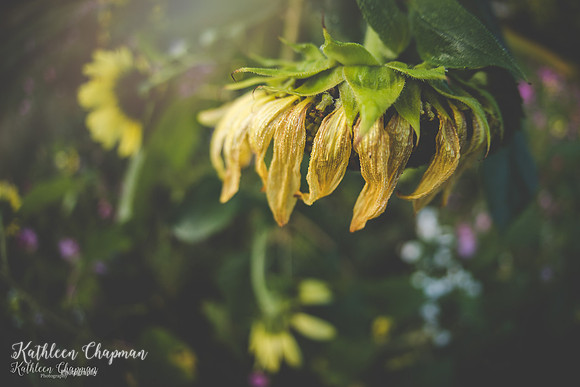 IMG_5997-Edit