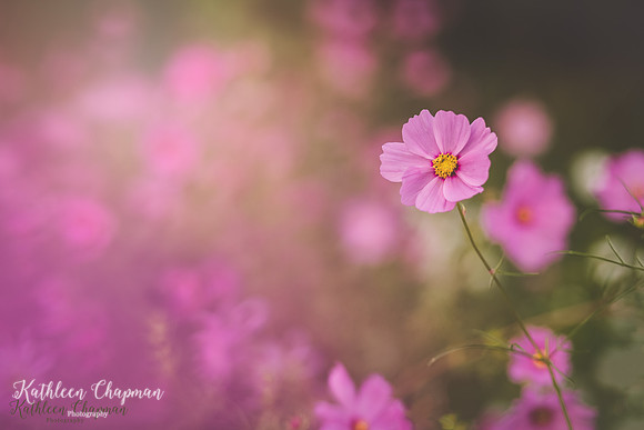IMG_6370-Edit-Edit