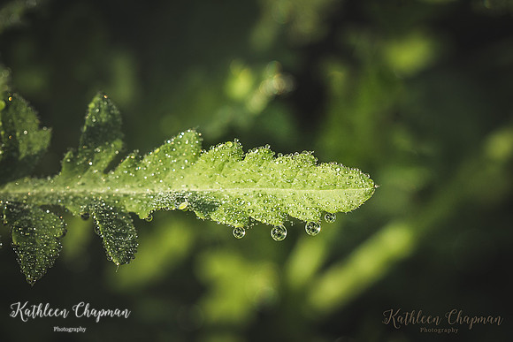20180817-IMG_1758-Edit-2