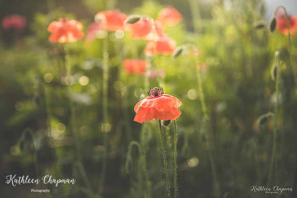 20190806-2L6A3095-Edit